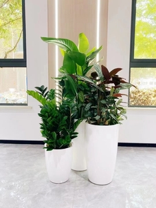 价格实惠的盆景出租,就在宁波奉化!